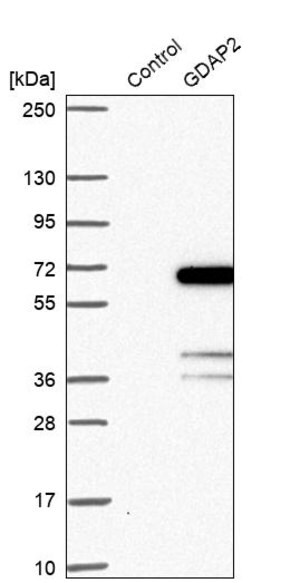 Merck Anti-GDAP2 antibody produced in rabbit