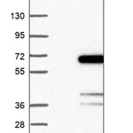 Merck Anti-GDAP2 antibody produced in rabbit