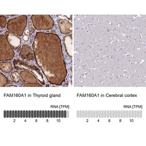 Merck Anti-FAM160A1 antibody produced in rabbit