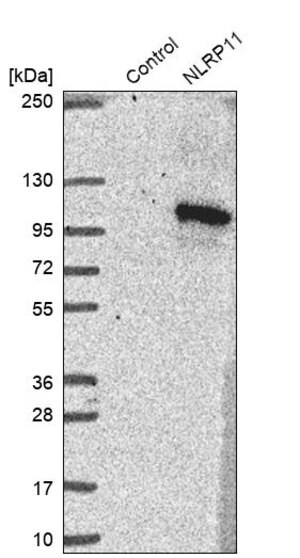 Merck Anti-NLRP11 antibody produced in rabbit