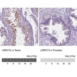 Merck Anti-LRRC73 antibody produced in rabbit