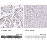 Merck Anti-LUZP4 antibody produced in rabbit