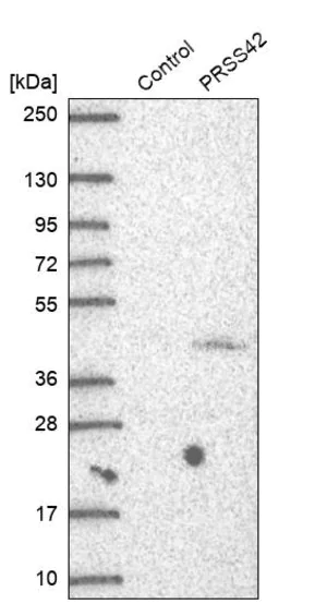 Merck Anti-PRSS42 antibody produced in rabbit