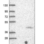 Merck Anti-PRSS42 antibody produced in rabbit