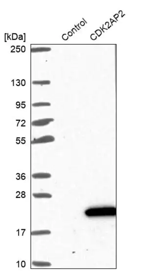 Merck Anti-CDK2AP2 antibody produced in rabbit