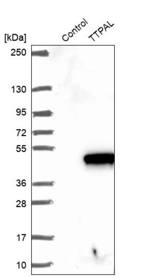 Merck Anti-TTPAL antibody produced in rabbit