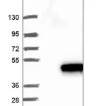 Merck Anti-TTPAL antibody produced in rabbit