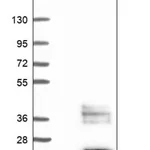 Merck Anti-SCGB2B2 antibody produced in rabbit