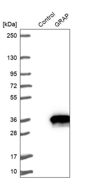 Merck Anti-GRAP antibody produced in rabbit