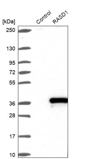 Merck Anti-RASD1 antibody produced in rabbit