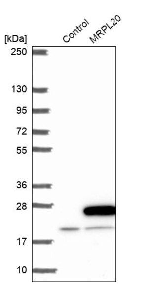 Merck Anti-MRPL20 antibody produced in rabbit