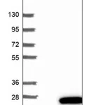 Merck Anti-MRPL20 antibody produced in rabbit