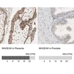 Merck Anti-MAGEA8 antibody produced in rabbit