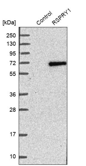 Merck Anti-RSPRY1 antibody produced in rabbit