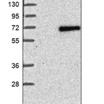 Merck Anti-RSPRY1 antibody produced in rabbit