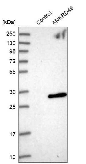 Merck Anti-ANKRD46 antibody produced in rabbit
