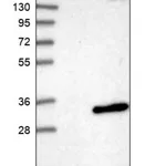 Merck Anti-ANKRD46 antibody produced in rabbit