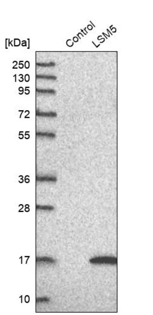Merck Anti-LSM5 antibody produced in rabbit