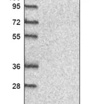 Merck Anti-LSM5 antibody produced in rabbit