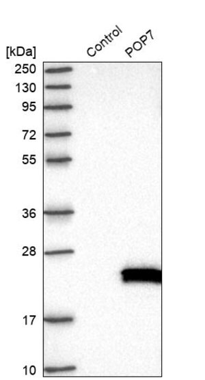 Merck Anti-POP7 antibody produced in rabbit