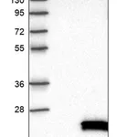 Merck Anti-POP7 antibody produced in rabbit