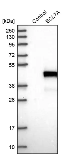 Merck Anti-BCL7A antibody produced in rabbit