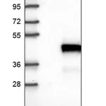 Merck Anti-BCL7A antibody produced in rabbit