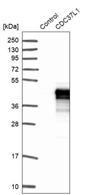 Merck Anti-CDC37L1 antibody produced in rabbit
