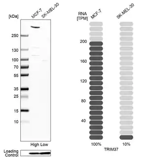 Merck Anti-TRIM37 antibody produced in rabbit