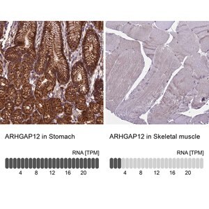 Merck Anti-ARHGAP12 antibody produced in rabbit