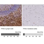 Merck Anti-FYB antibody produced in rabbit