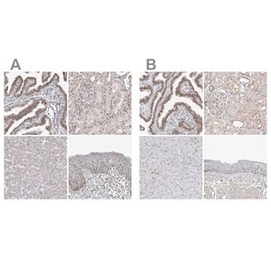 Merck Anti-WRAP53 antibody produced in rabbit