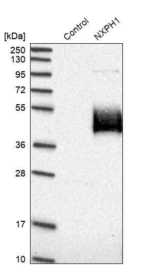 Merck Anti-NXPH1 antibody produced in rabbit