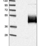 Merck Anti-NXPH1 antibody produced in rabbit