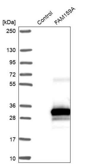 Merck Anti-FAM159A antibody produced in rabbit