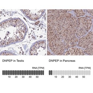 Merck Anti-DNPEP antibody produced in rabbit