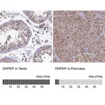 Merck Anti-DNPEP antibody produced in rabbit