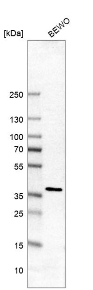 Merck Anti-SEC13 antibody produced in rabbit