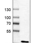 Merck Anti-SEC13 antibody produced in rabbit