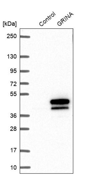 Merck Anti-GRINA antibody produced in rabbit