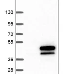 Merck Anti-GRINA antibody produced in rabbit