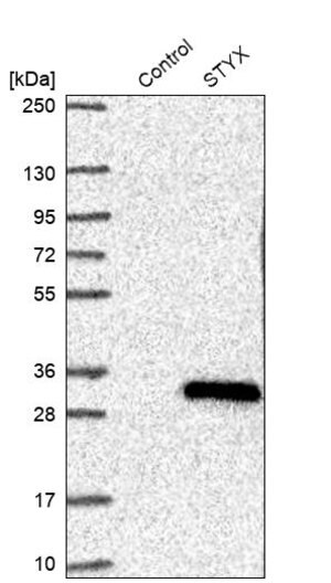 Merck Anti-STYX antibody produced in rabbit