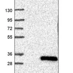 Merck Anti-STYX antibody produced in rabbit
