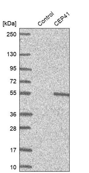 Merck Anti-CEP41 antibody produced in rabbit