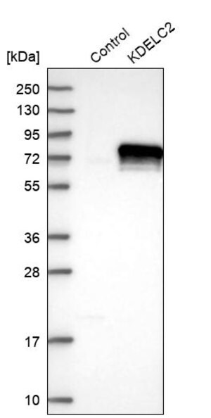 Merck Anti-KDELC2 antibody produced in rabbit
