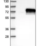 Merck Anti-KDELC2 antibody produced in rabbit