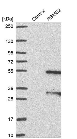 Merck Anti-RBMS2 antibody produced in rabbit