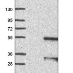 Merck Anti-RBMS2 antibody produced in rabbit