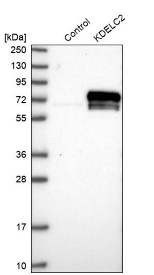 Merck Anti-KDELC2 antibody produced in rabbit