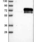 Merck Anti-KDELC2 antibody produced in rabbit
